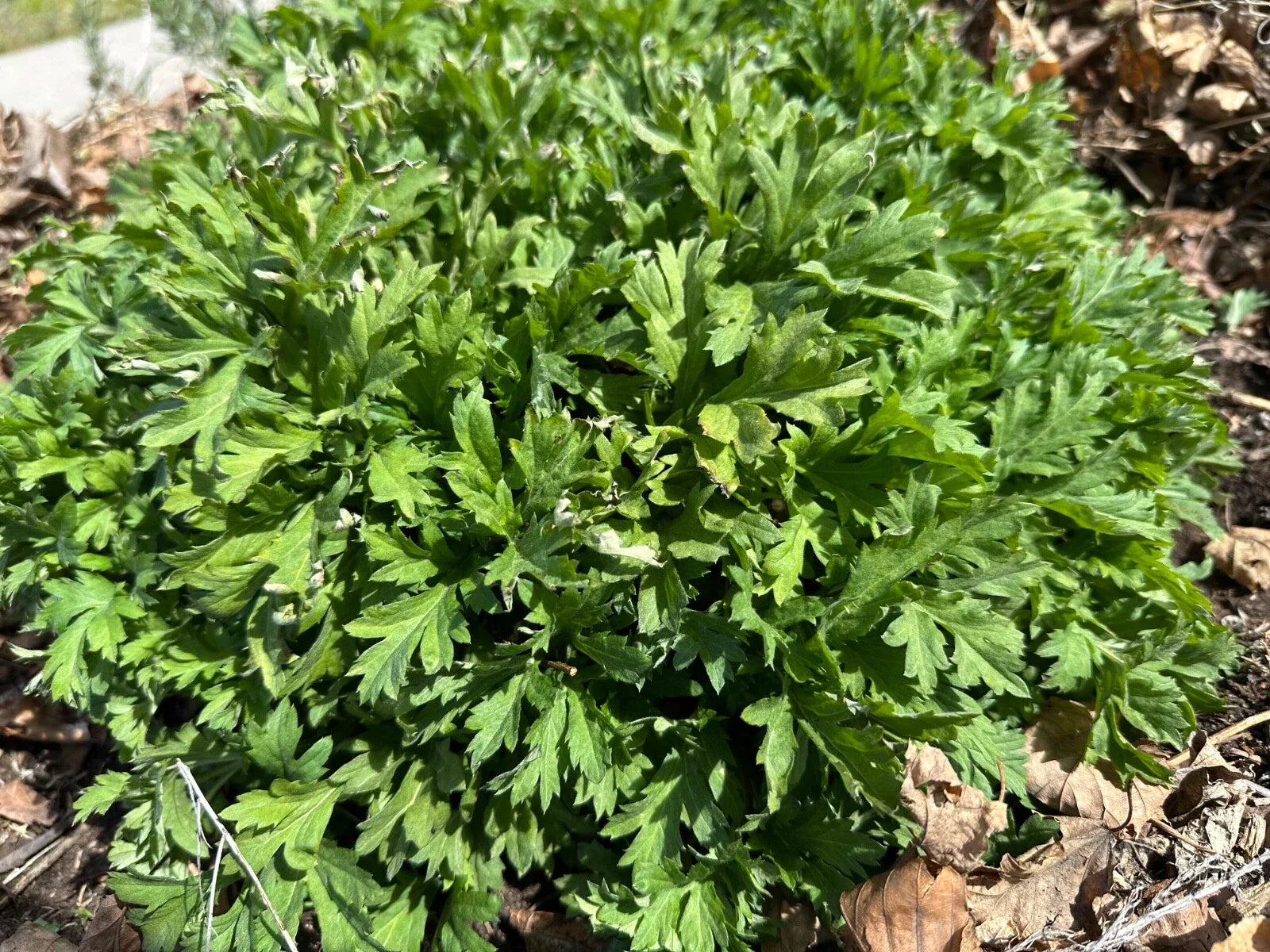 Mugwort Live Bareroot Plant - Medicinal Herb (Ng?i c?u) - Perennial, Hardy, Drought Tolerant, Full Sun - Artemisia vulgaris