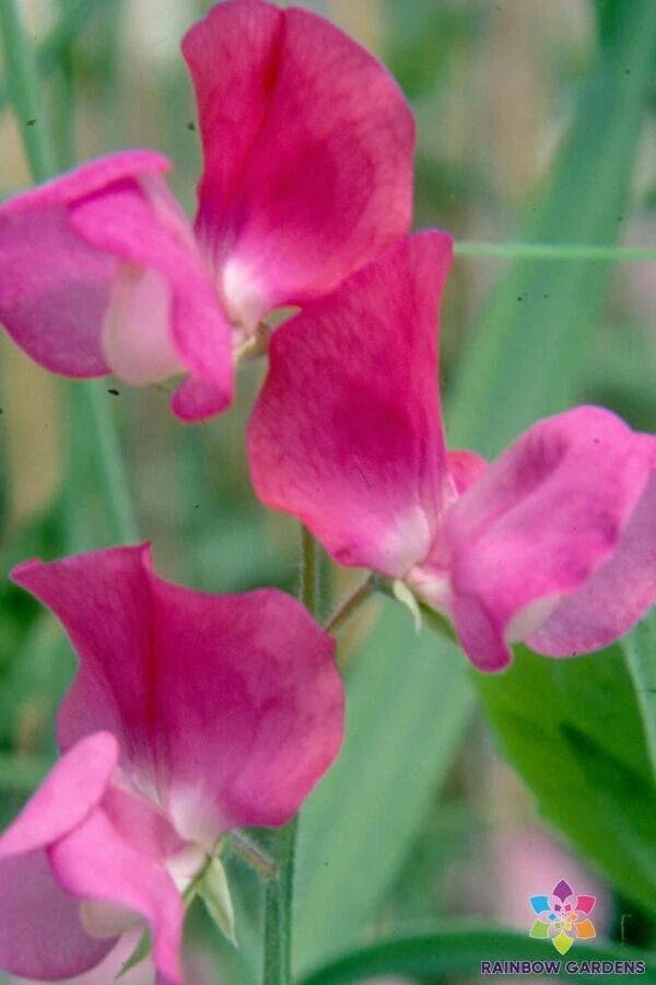 Prince Edward of York Sweet Pea Seeds - 50+ Pack - Heirloom Variety - Lathyrus odoratus - USA