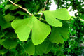 Ginkgo Tree 8" Tall in 4" Pot - Ginkgo Biloba Live Plant