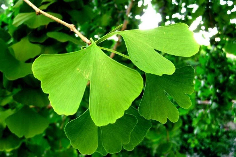 Ginkgo Tree 8" Tall in 4" Pot - Ginkgo Biloba Live Plant
