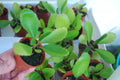 Pinnatum Bryophyllum Kalanchoe Pinnata Plant - Miracle Leaf, Life Love Plant, Green Foliage, Indoor Houseplant