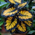 Sunburst Calathea Seeds - 25+ Pack for Garden Planting - Free Shipping - Calathea crocata