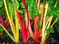 Rainbow Swiss Chard Seeds, Bright Lights Variety, NON-GMO, Multiple Sizes Available, Free Shipping