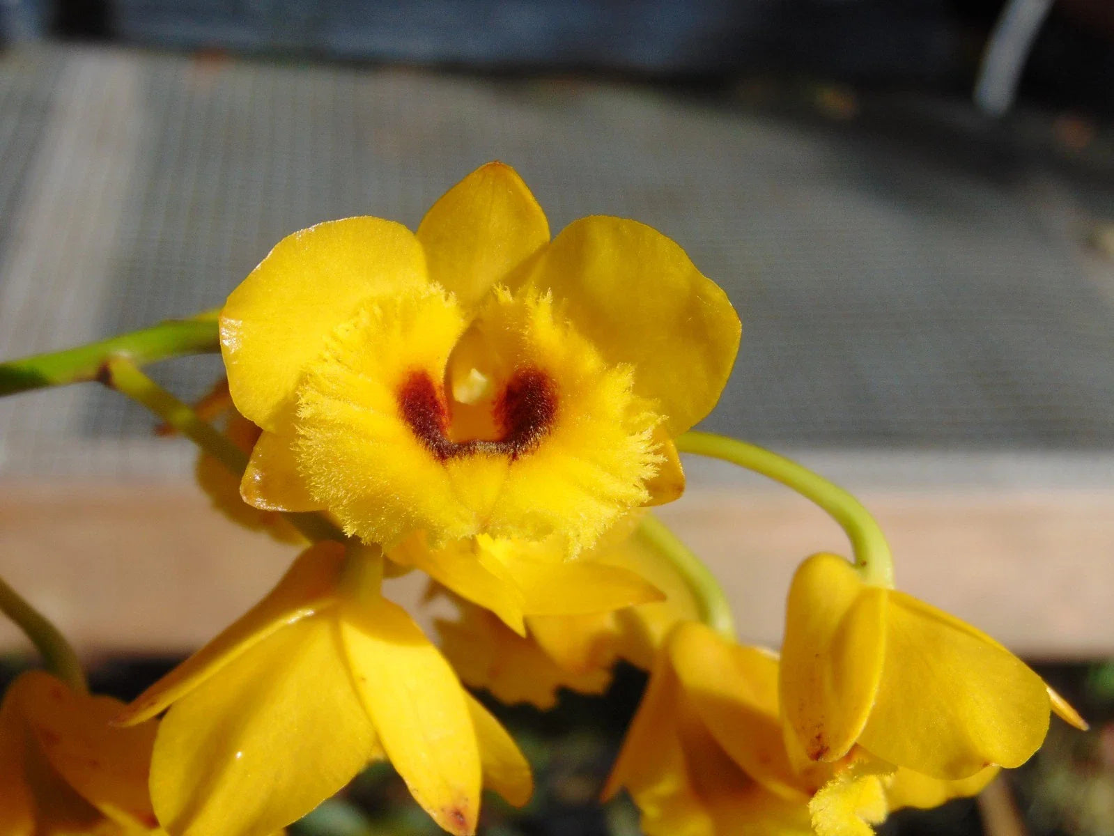 Dendrobium chrysotoxum v. suavissimum Large Bloom Size Bare Root Orchid Plant