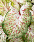 Caladium Bulbs - Gingerland Variety - Tropical Foliage - Caladium bicolor