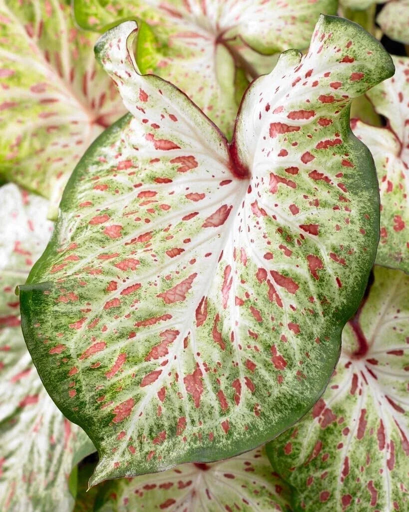 Caladium Bulbs - Gingerland Variety - Tropical Foliage - Caladium bicolor