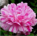 Moss Rose Seeds - 100 Double Light Pink & White Perennial Flower Seeds - Portulaca grandiflora - USA Seller