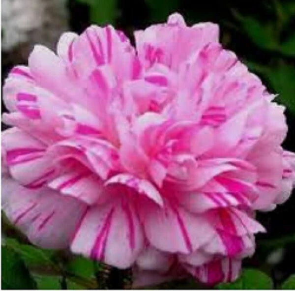 Moss Rose Seeds - 100 Double Light Pink & White Perennial Flower Seeds - Portulaca grandiflora - USA Seller