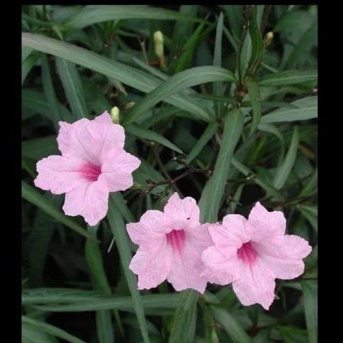 Pink Mexican Petunia Live Plants - 5 Plugs - 5-7" Tall - Ruellia Simplex