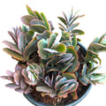 Kalanchoe Fedtschenkoi 'Majestic Scallops' Live Plant - 6 inches Bare Roots Succulent for Home Decor