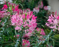 Rouge Spider Seeds - 100 Pack - Clome Spinosa Perennial - Attracts Bees - US Seller