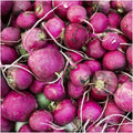 Purple Plum Radish Seeds 200 Ct - Heirloom NON-GMO Vegetable Garden Seeds - Raphanus sativus