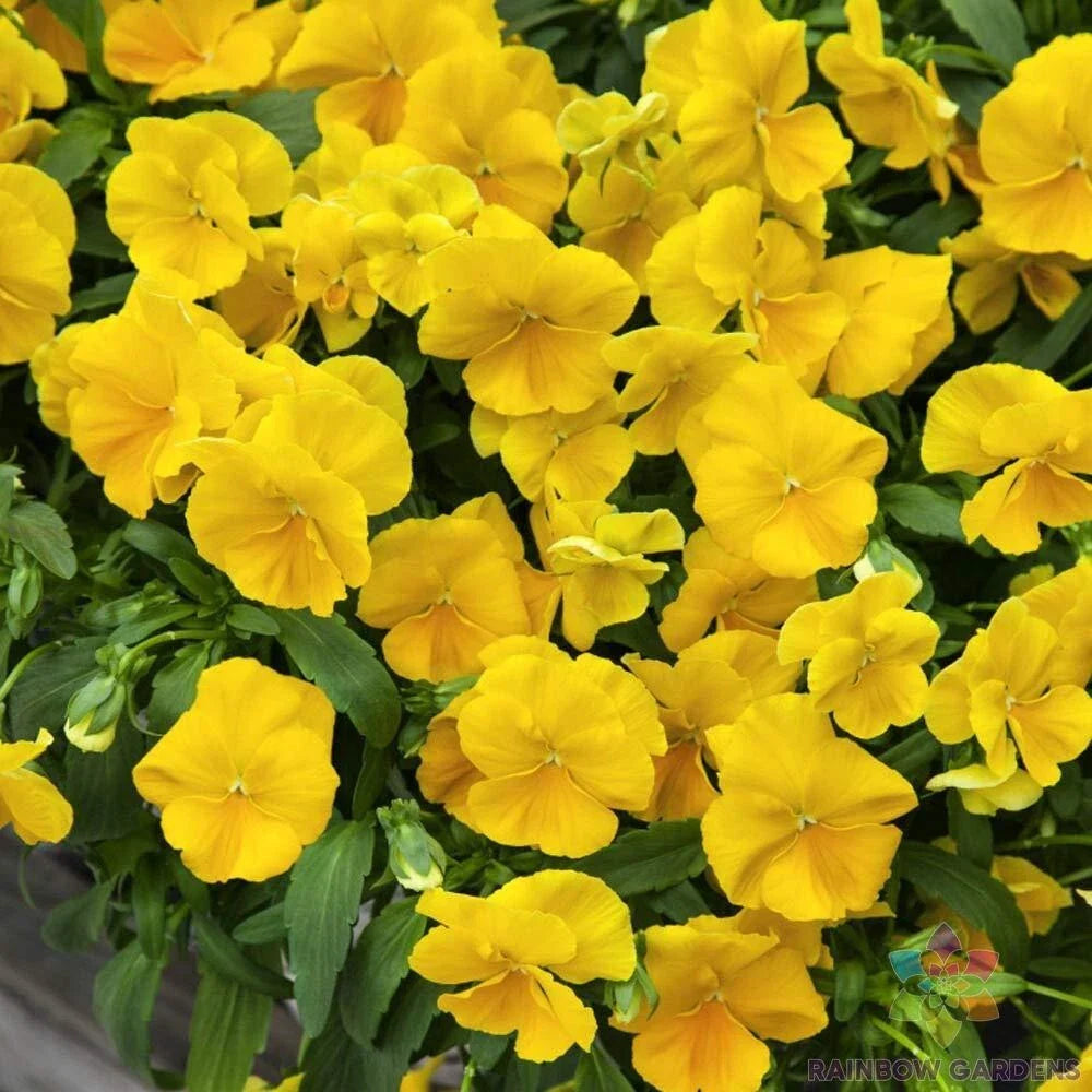 Golden Yellow Pansy Seeds - 200+ Pure Viola Seeds for Garden - USA Grown - Free Shipping