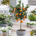 Valencia Orange Tree - 10-14" Live Citrus Plant in 10" Pot - Citrus sinensis - Indoor/Outdoor Fruit Tree
