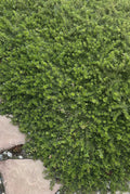 Sedum Adolphi 'Golden Glow' Live Succulent Plant 4"-6" Fresh Healthy Rooted | Golden Sedum for Indoor Gardening