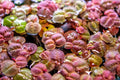Red Root Floater Aquatic Plant - Large Portion, Easy Care, Phyllanthus Fluitans - 7 Stems