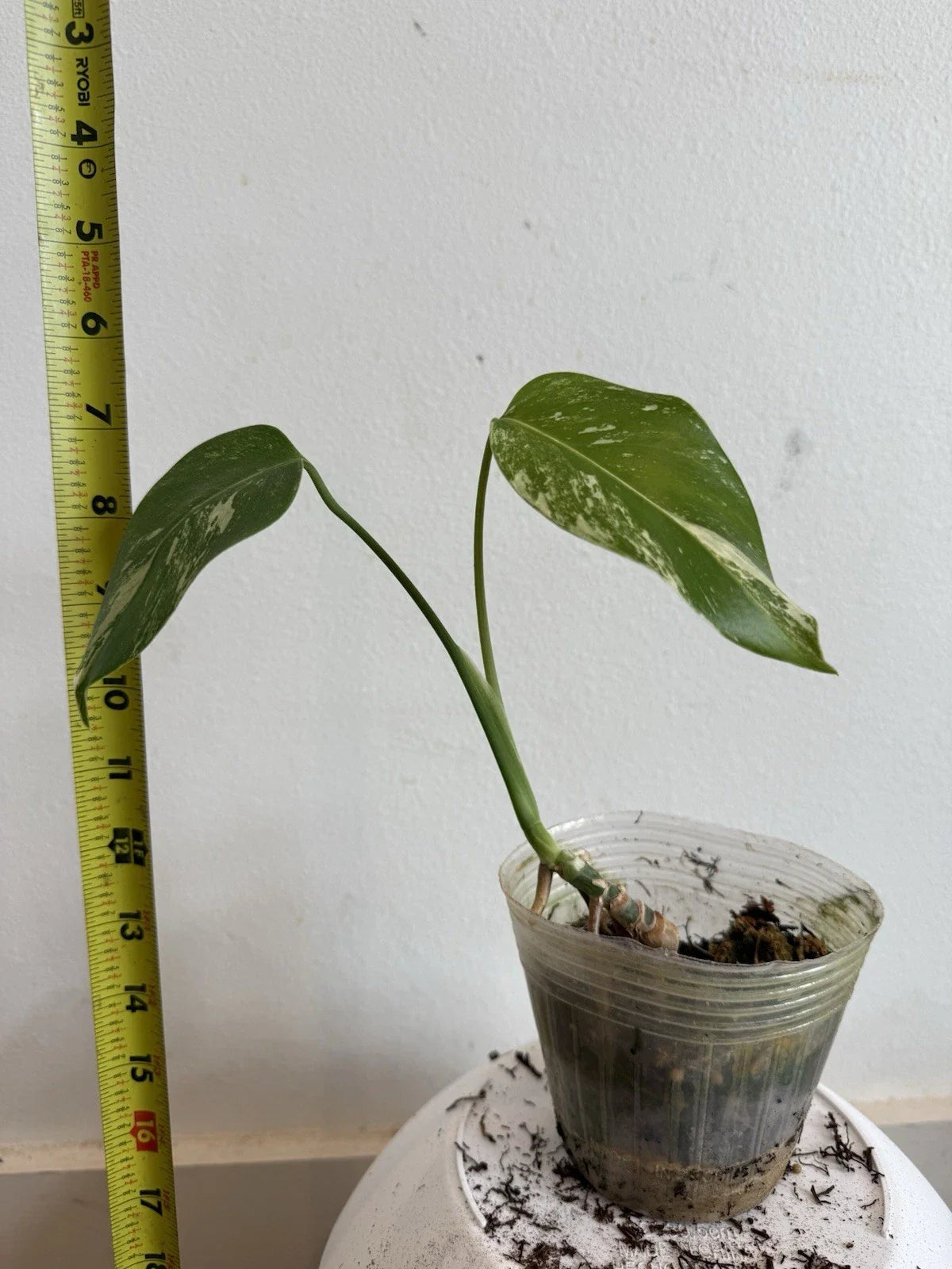 Rooted Variegated Monstera Albo Borsigiana Plant - Tropical Houseplant with Unique White Variegation - Monstera deliciosa