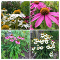Echinacea Pow Wow Duo Live Plants 4 Plugs, Echinacea purpurea, Deep Rose & White Coneflowers, Perennial Baby Plants