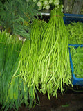 Yard Long Beans Seeds - Green Pole Type - 15 Seeds - Vigna unguiculata subsp. sesquipedalis - USA Made