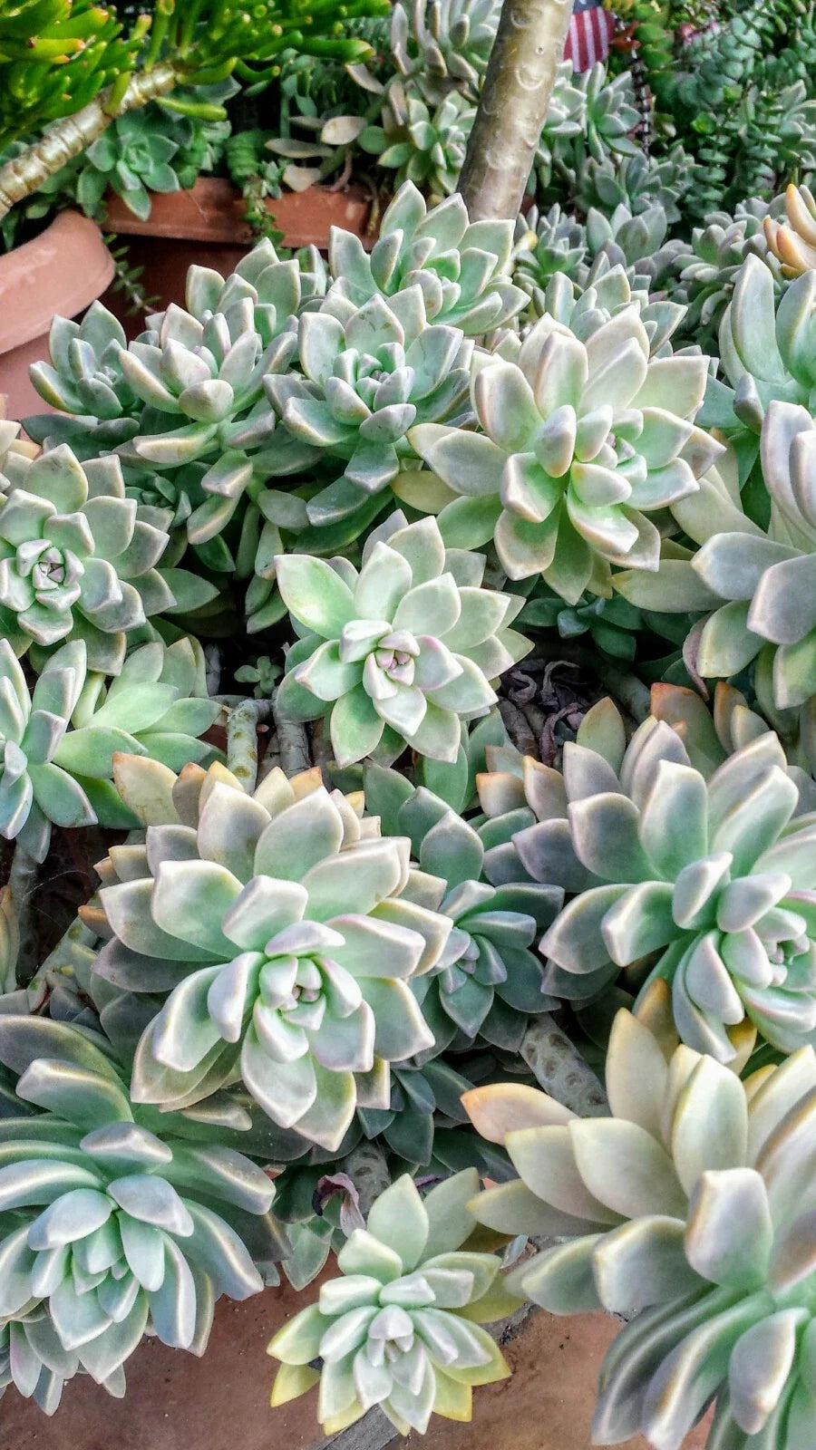Fresh Succulent Cuttings Assortment - 6 Unique Varieties + Bonus! - Ideal for Plant Lovers - Perfect for DIY Arrangements