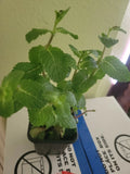 Organic Live Mint Plant - Frost Tolerant, Fragrant Evergreen - Hierbabuena Organica