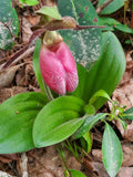 Pink Lady's Slipper Bare Root Plant - Cypripedium Acaule - Mature Variety - Rare Native Orchid