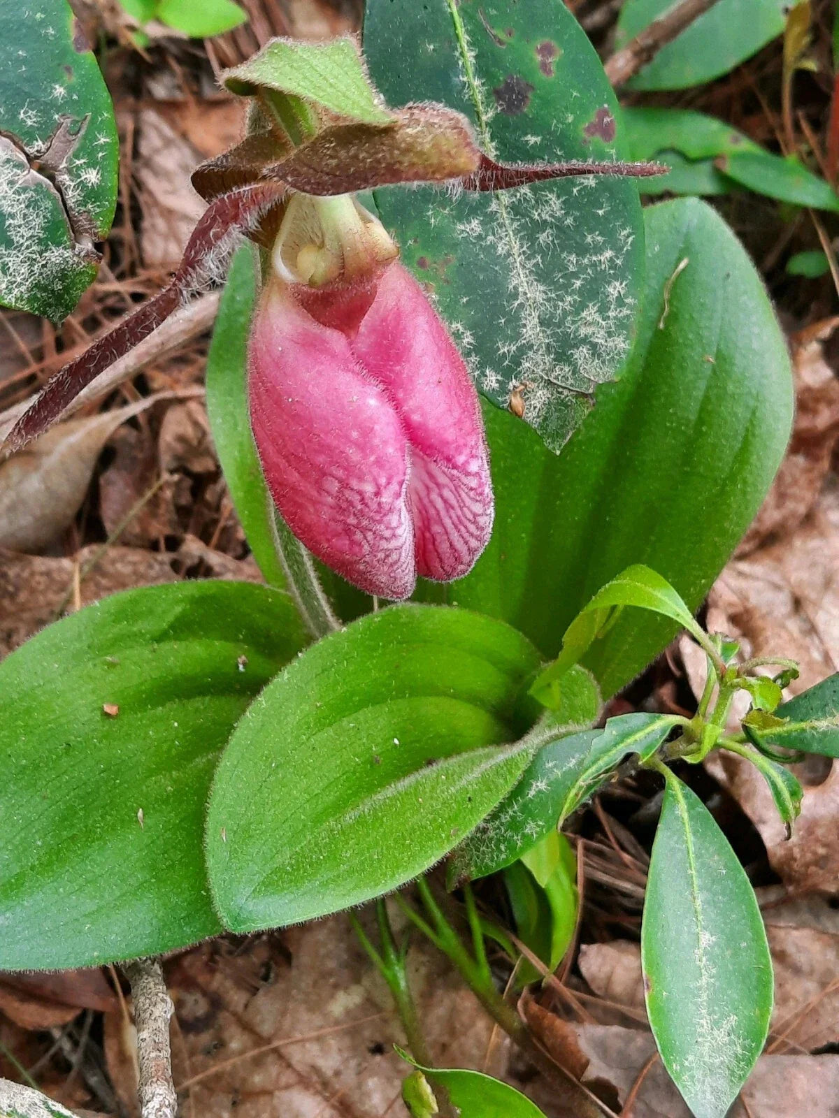 Pink Lady's Slipper Bare Root Plant - Cypripedium Acaule - Mature Variety - Rare Native Orchid
