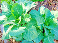Collard Greens Seeds - 601+ Vates Variety, Heat & Frost Tolerant, Slow Bolt, Ideal for Containers, Brassica oleracea