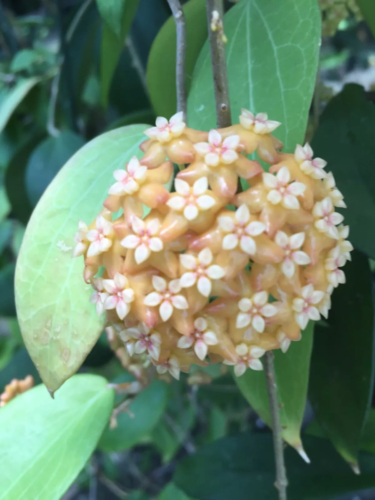 Hoya aff. fitchii Two Rooted Plants 2.5" Pot Houseplant