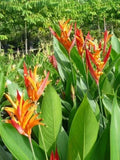 Heliconia Rhizomes - 2 Yellow Orange Exotic Tropical Blooms - Heliconia Rostrata