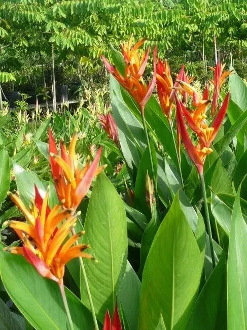 Heliconia Rhizomes - 2 Yellow Orange Exotic Tropical Blooms - Heliconia Rostrata
