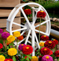 Zinnia Seeds - 200+ Pumila Pompon Mix - Cut and Come Again - Zinnia elegans
