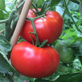 Delicious Tomato Seeds 100 Ct - Non-GMO, World Record Variety - Perfect for Home Gardeners (Solanum lycopersicum)