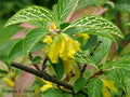 Forsythia Kumson Starter Plant - Variegated 6-12 Inch - Forsythia Viridissima Variegated Liner
