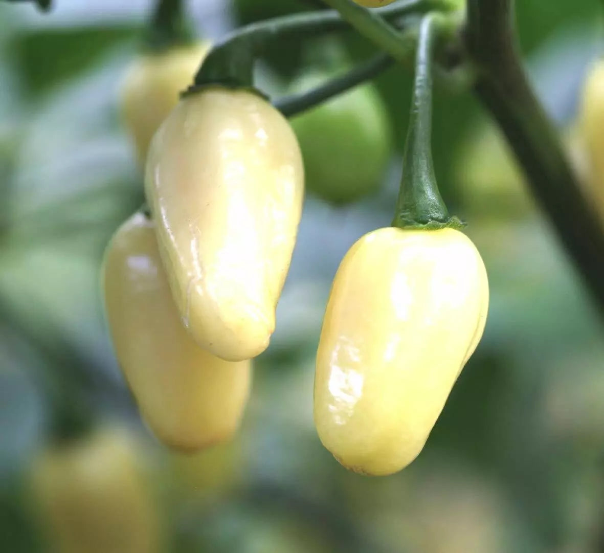 Mini White Habanero Pepper Seeds, NON-GMO, Peruvian Variety, Capsicum chinense - Free Shipping