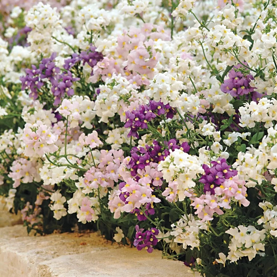 Nemesia Poetry Perennial Mix Seeds 250 Organic Fresh Cape Snapdragon