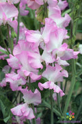 Gwendoline Sweet Pea 50 Seeds for Garden Planting - Lathyrus odoratus - USA
