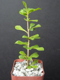 Rare Cacti Plant - 2" Pereskia portulacifolia - Natural Bonsai Caudex Cactus Aloe