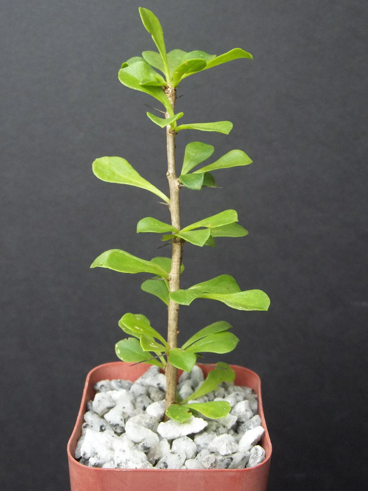 Rare Cacti Plant - 2" Pereskia portulacifolia - Natural Bonsai Caudex Cactus Aloe