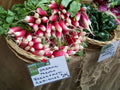 French Breakfast Radish Seeds - 265 Count - Gourmet Radish Variety - Raphanus sativus - GroCo USA