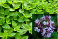 Sweet Marjoram Seeds - 200+ Organic Non-GMO Seeds (Origanum majorana) - 2024 USA Harvest
