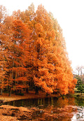 Dawn Redwood Tree Seeds - Metasequoia glyptostroboides - Fast Growing Hardy Bonsai Plant Seeds