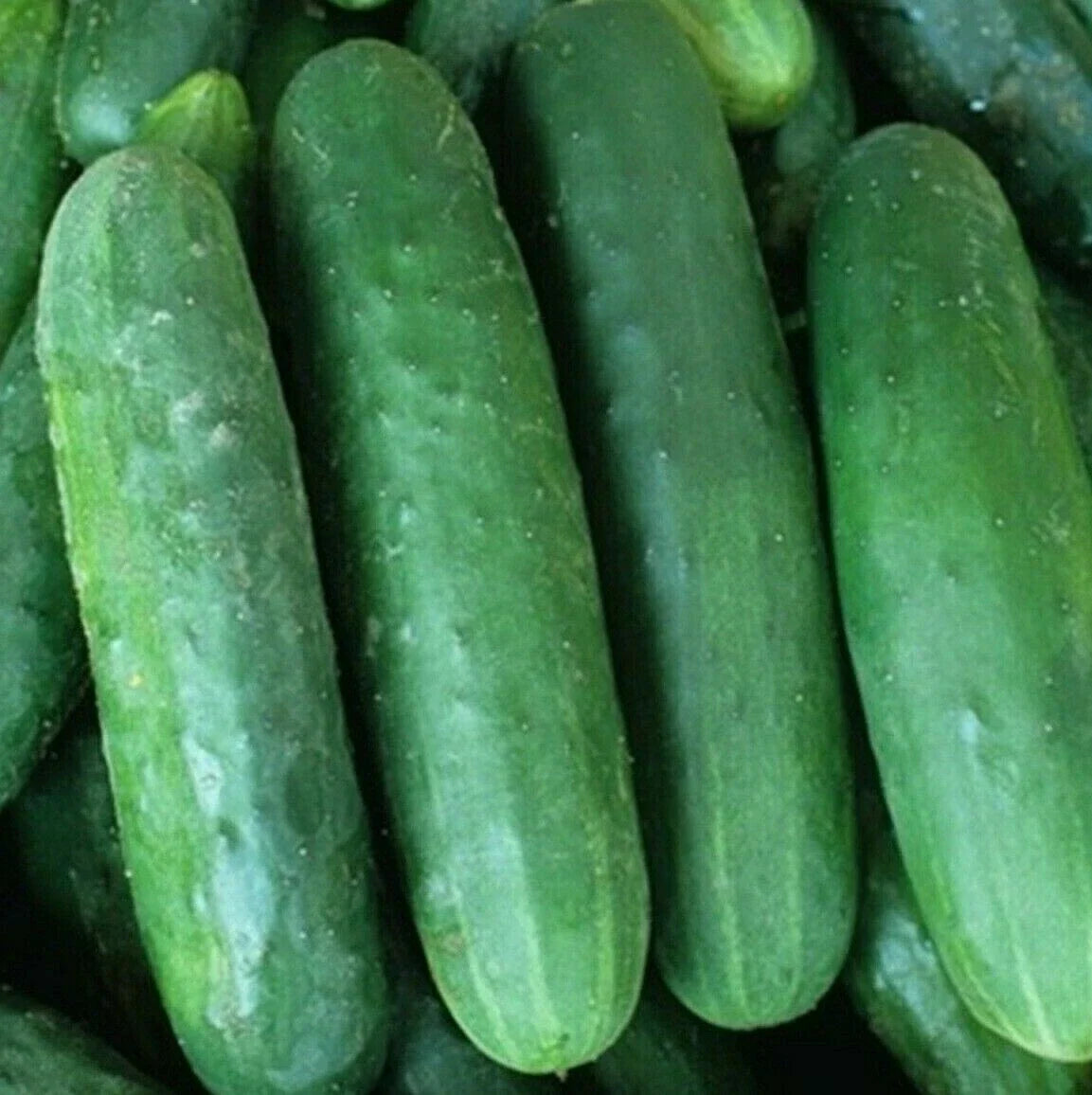 Poinsett 76 Cucumber Seeds - 50+ Pack - Vegetable Garden Pickling & Slicing - Cucumis sativus