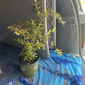 Live Pomegranate Tree - Strong Rooted Plant - Punica granatum - Healthy Indoor/Outdoor Fruit Tree