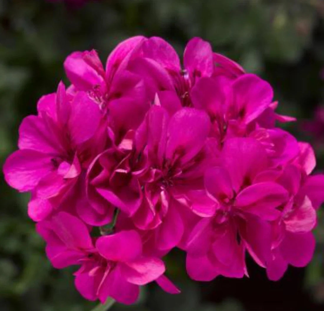 Geranium Plants, 4 Plugs, Deep Pink, Ivy League (Pelargonium peltatum), Heat Tolerant, Ideal for Baskets and Containers