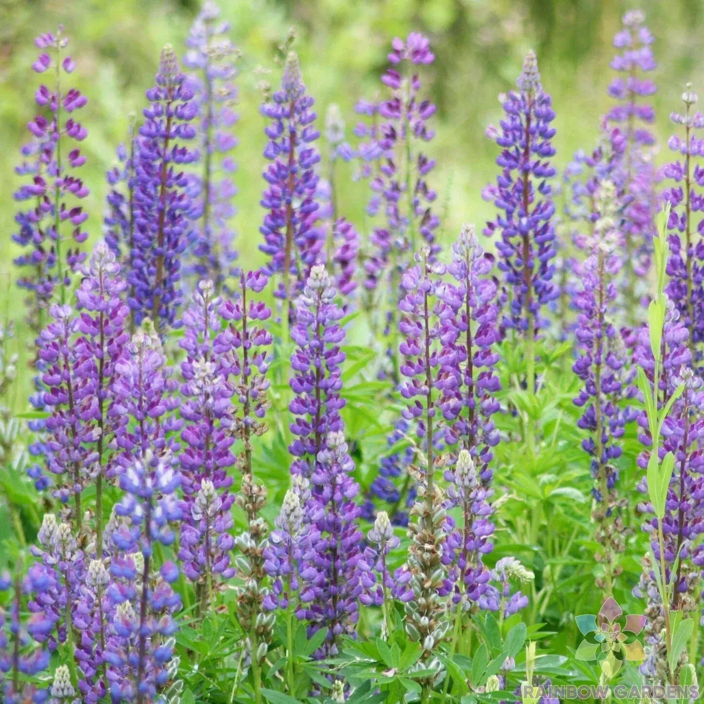 Wild Perennial Mix Lupine Seeds - 25+ Pack - Colorful Garden Variety - USA Grown - Free Shipping Available