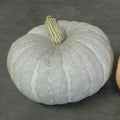 Silver Moon Pumpkin Seeds - 10 Organic Seeds - Cucurbita pepo - USA Grown, Free Shipping