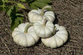 Gooligan Pumpkin Seeds - Fresh Seeds for Planting - Cucurbita pepo