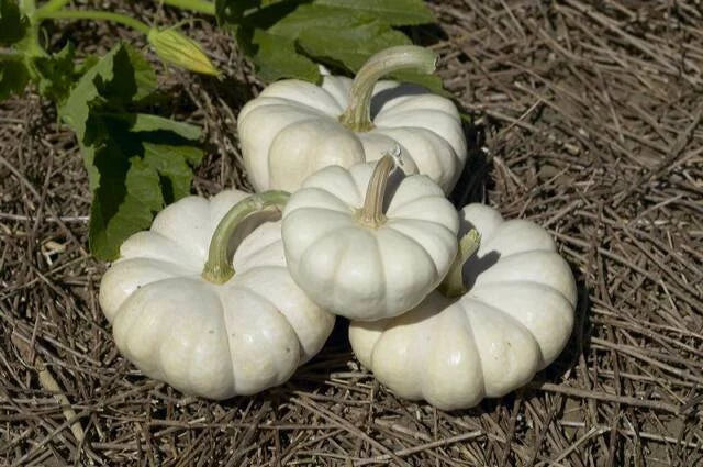 Gooligan Pumpkin Seeds - Fresh Seeds for Planting - Cucurbita pepo