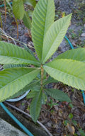Loquat Tree 12-18" Tropical Eatable Fruit Plant Eucalyptus Leaves Tea (Eriobotrya japonica)